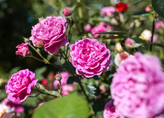 Shrubs and roses | Glendoick Garden Centre, Glencarse, Perth