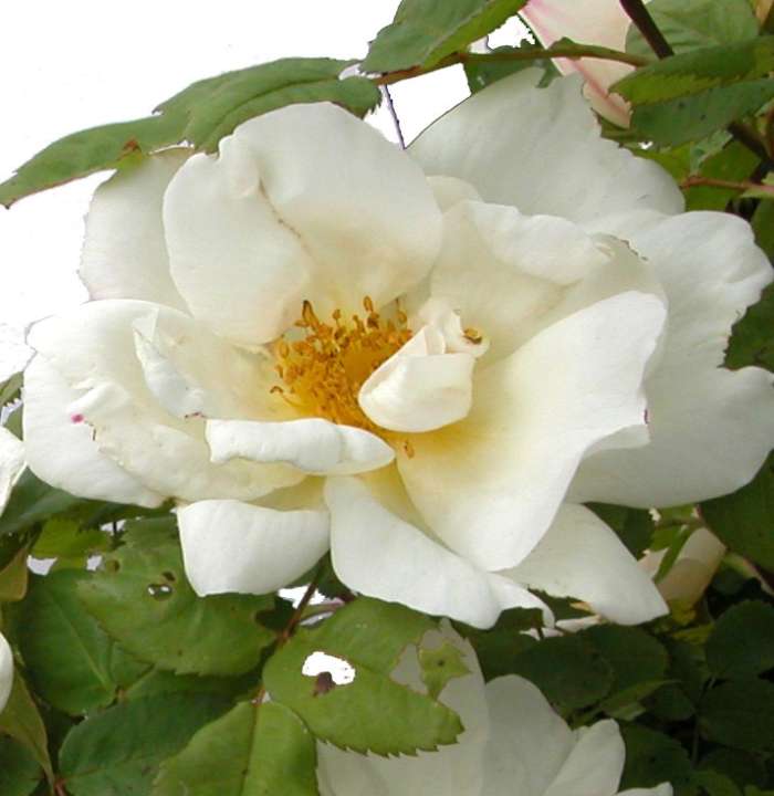 Shrubs Rose 6. Rosa rugosa alba