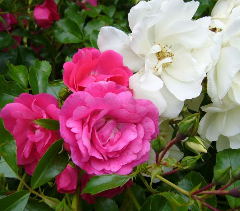 Shrubs Rose 5. Flower Carpet, White _ Pink