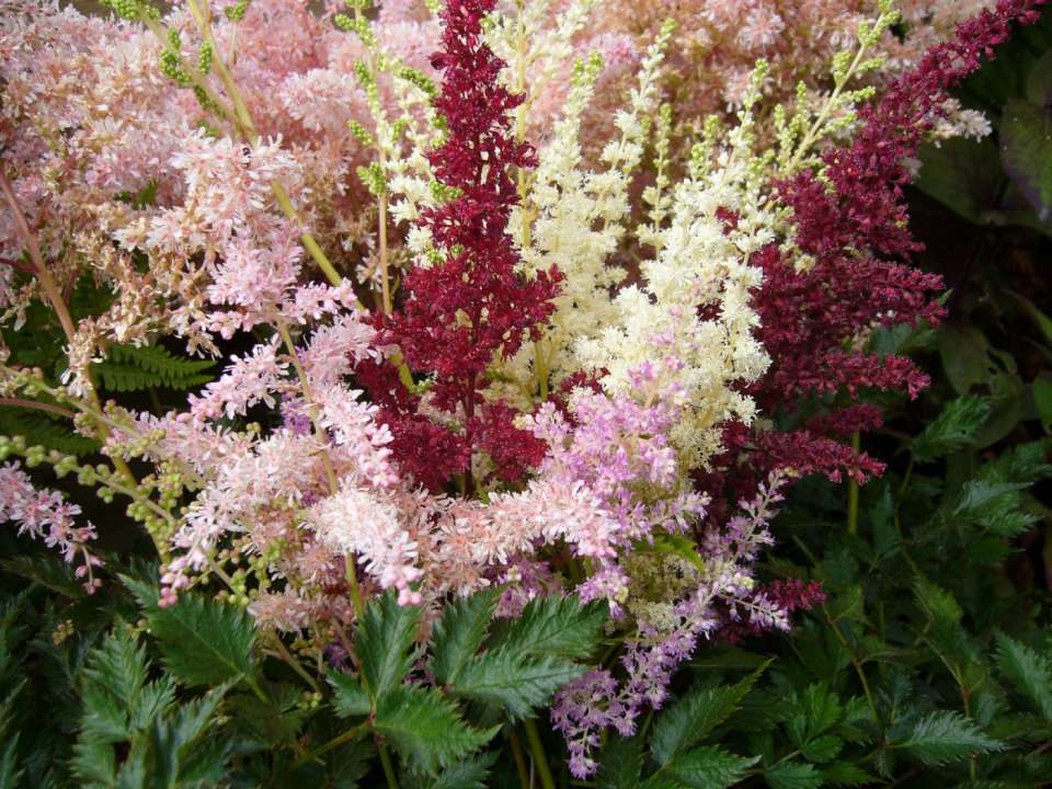 Perennials Astilbe 4 colours