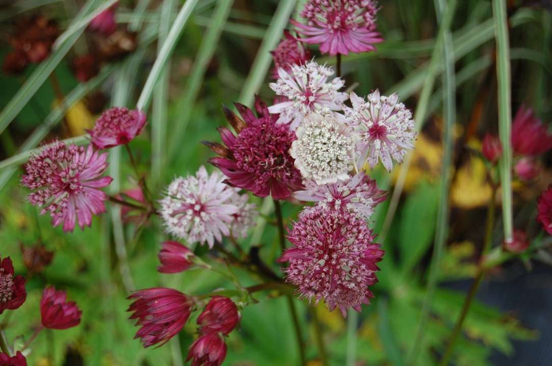 Perennials Astrantia red and white