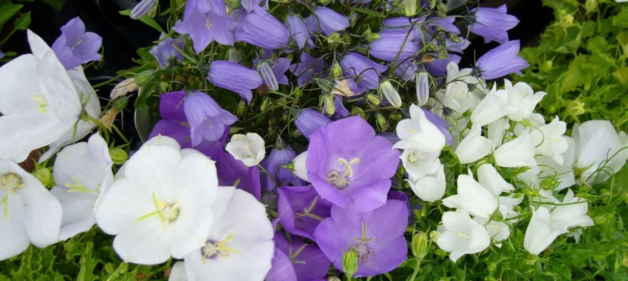 Perennials Campanula dwarf forms, Blue _ White Clips and Blue and White Baby