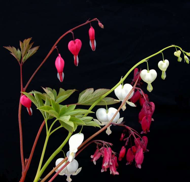 Perennials Dicentra formosa pink _ white, Baccaral and S Boothman