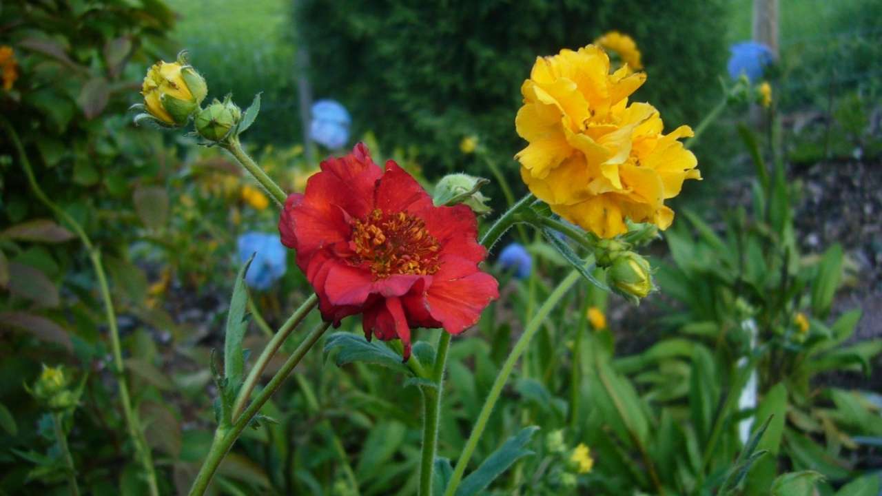 Perennials Geums (1)-001