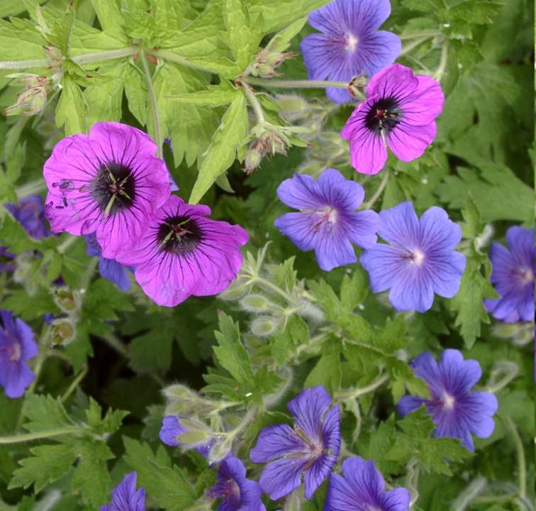 Perennial Geranium psilostemon with Geranium magnificum