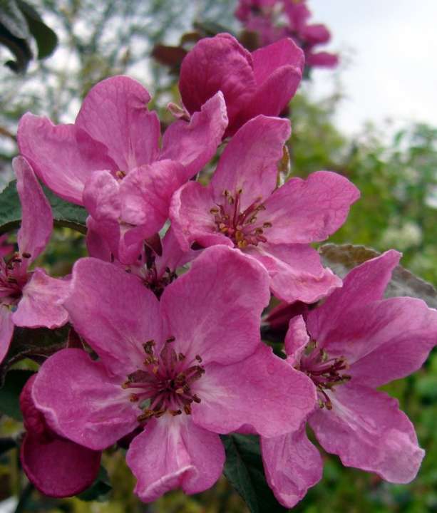 Trees Malus Harry baker