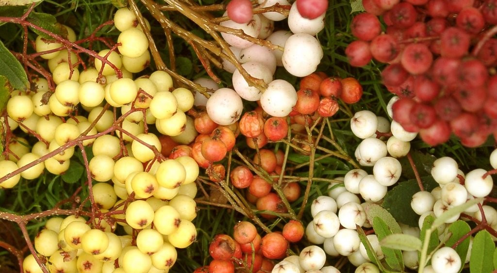 Trees Sorbus berries panorama