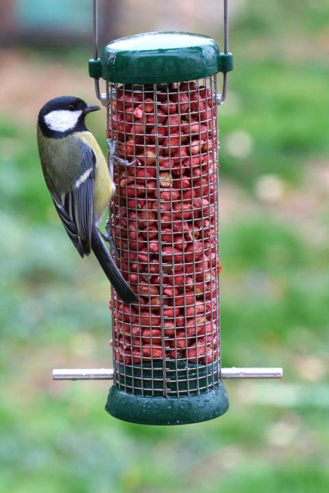 birds bird feeder shutterstock_130475198