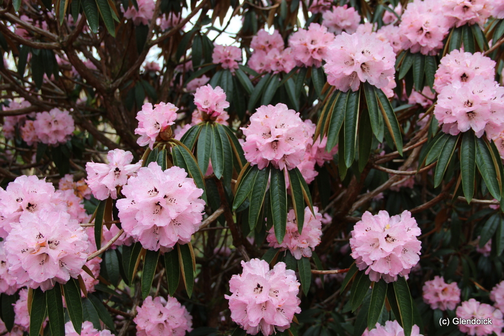 Rhododendron arboreum roseum