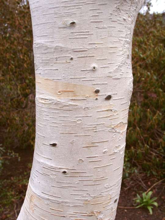 Trees Betula jaquemontii bark RGBE