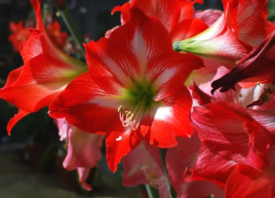 Amaryllis in November