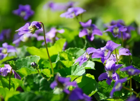 Bedding in May