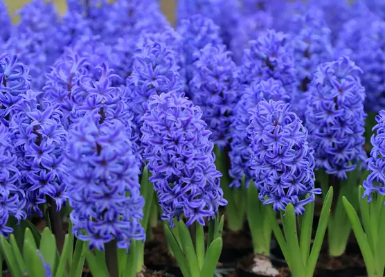 Bulbs in September