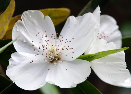 Eucryphia in September