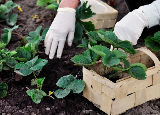 Fruit and vegetables in March