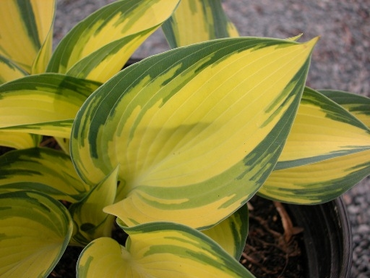 Plants for shade