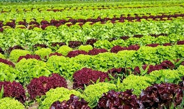 Vegetables A taste of history