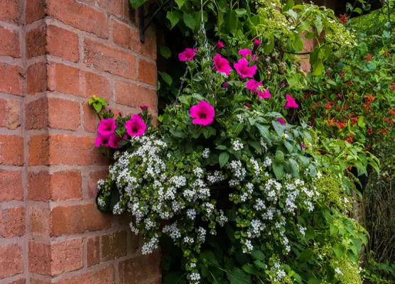 Hanging baskets in April