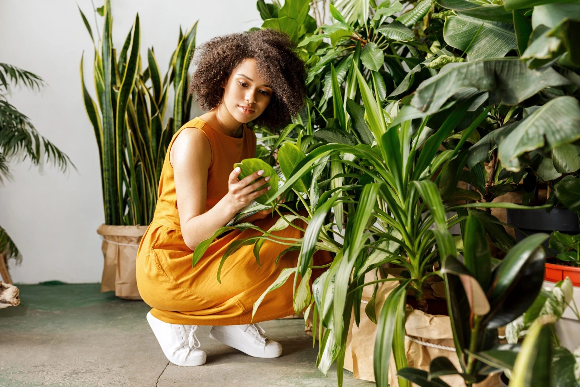 Houseplants Houseplants