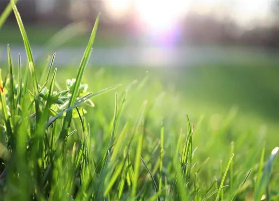 Lawn in June