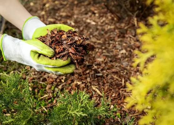 Mulch in February