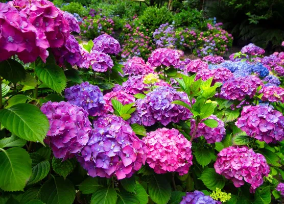 Plants in July  at Glendoick Garden Centre