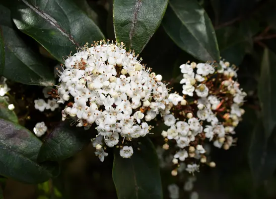 Plant in November