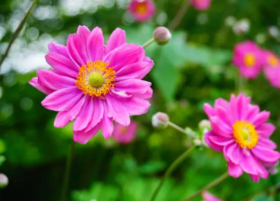 Plants in September