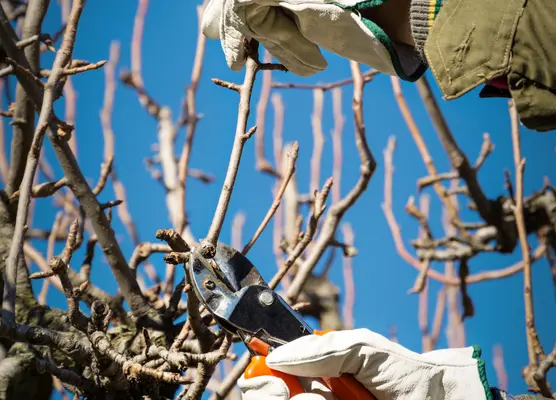 Prune shrubs in February-April