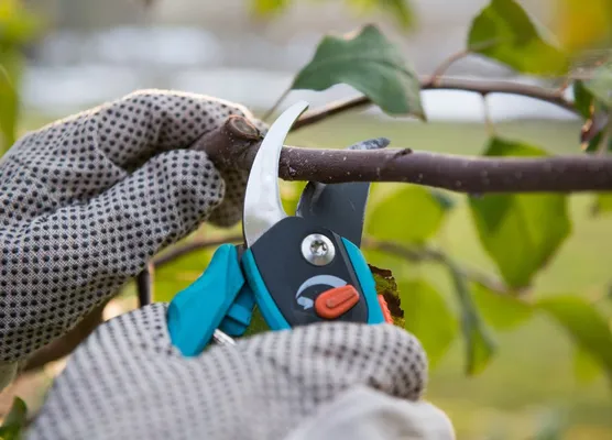 Pruning in June