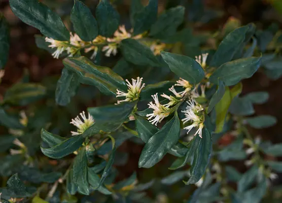 Scented shrubs