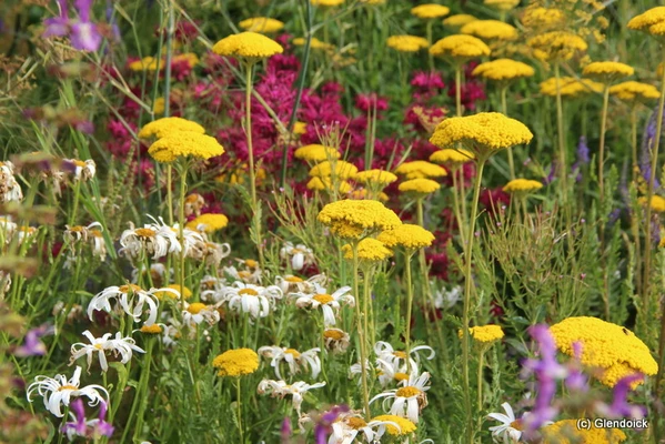 Summer Hot Garden & Prairie planting