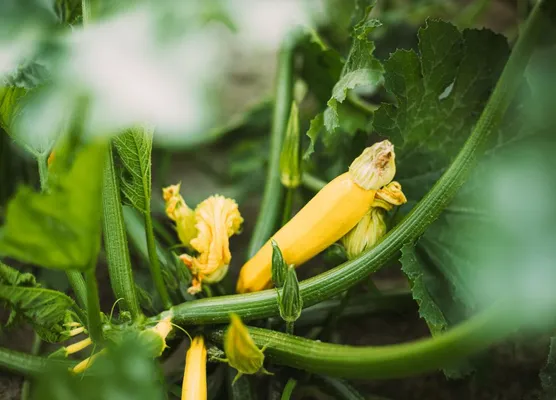 Vegetable garden in June