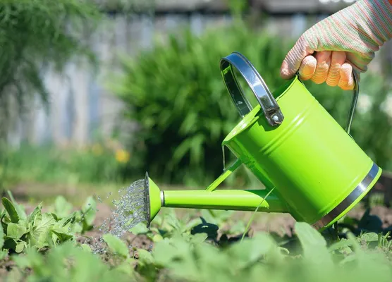 Watering in July