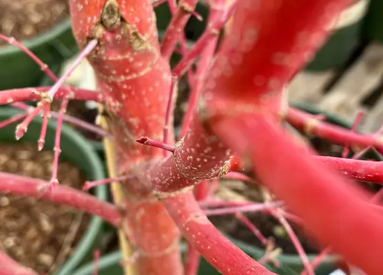 Winter stems & bark