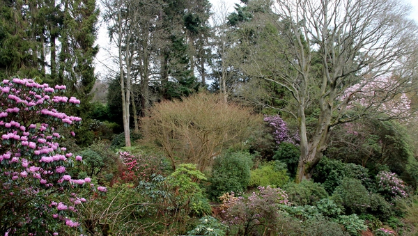 Glendoick Woodland Gardens