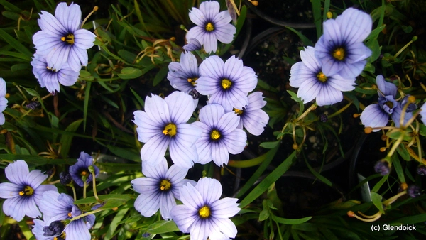 Perennials