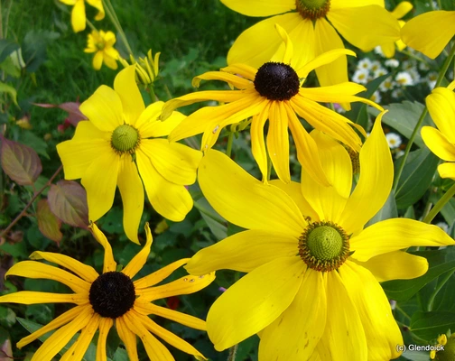 Perennials