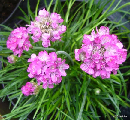 Perennials
