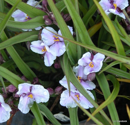 Perennials
