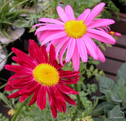 Perennials
