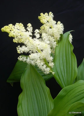 Perennials