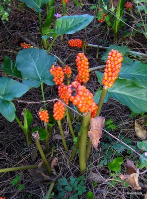 Perennials