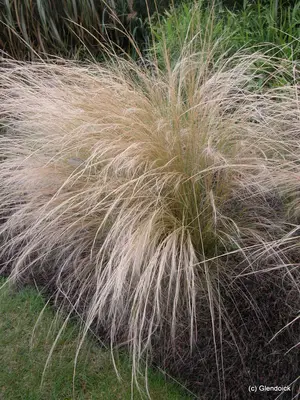 Perennials