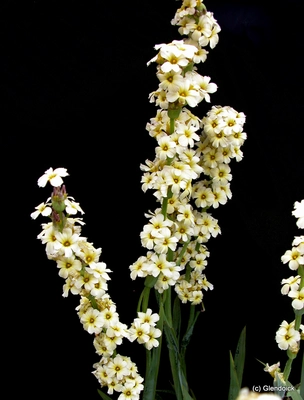 Perennials
