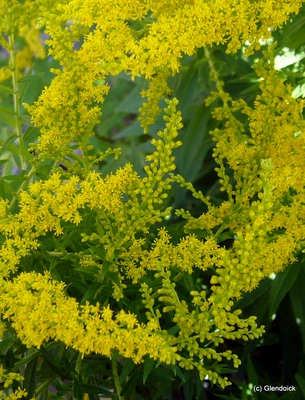 Perennials