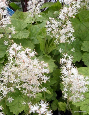 Perennials