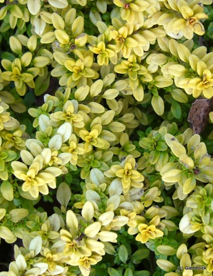 Perennials
