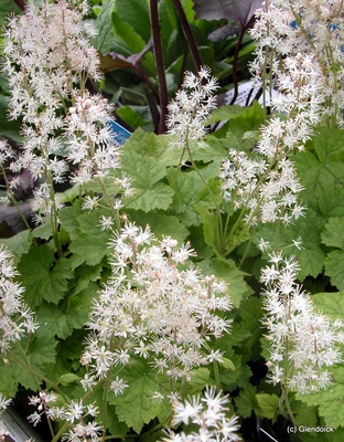 Perennials