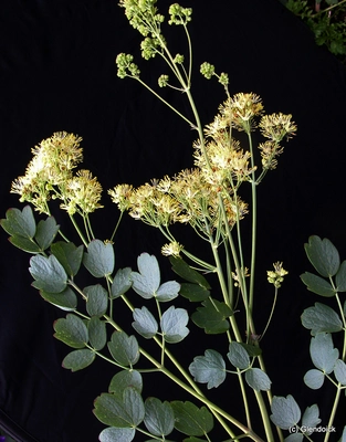 Perennials